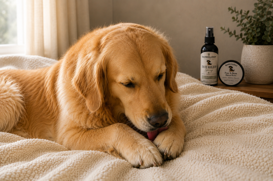 Golden retriever licking paw while resting on blanket with Barkology skin support products nearby
